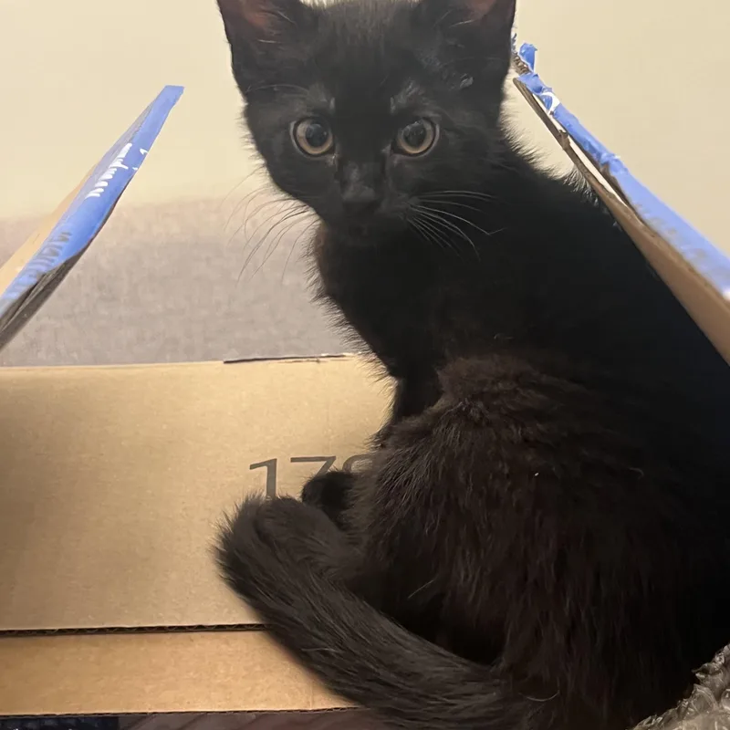 A young large-sized female Black Domestic Short Hair cat named Rosie for adoption in Wheeling, IL