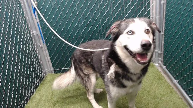 An adult medium-sized male Siberian Husky dog named Spruce for adoption in Downey, CA