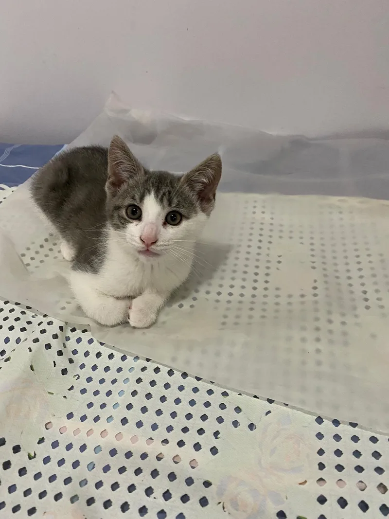 Tom And Jerry thumbnail 2