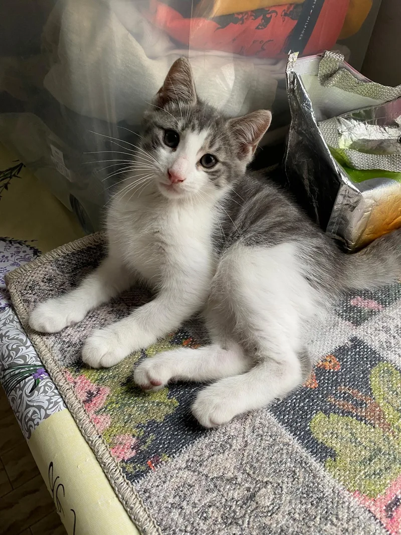 Tom And Jerry thumbnail 3