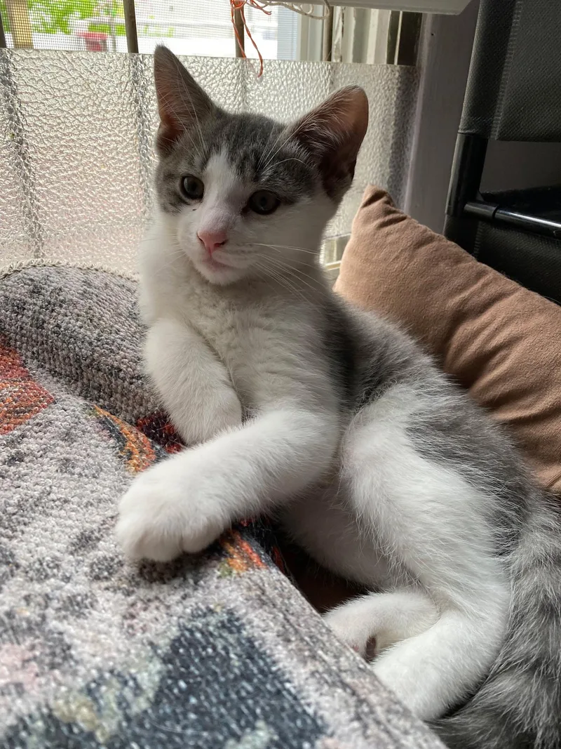 Tom And Jerry thumbnail 4