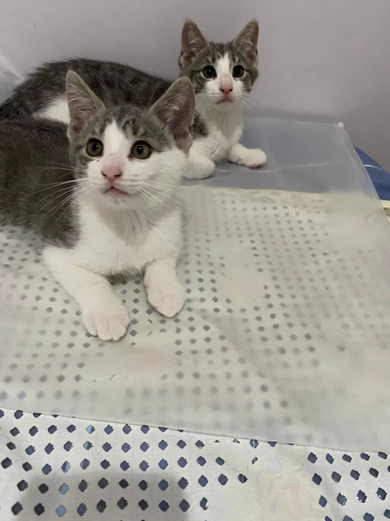 Tom And Jerry thumbnail 5