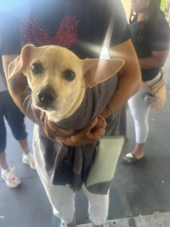 An adult small-sized female Chihuahua dog named Poke for adoption in Los Angeles, CA