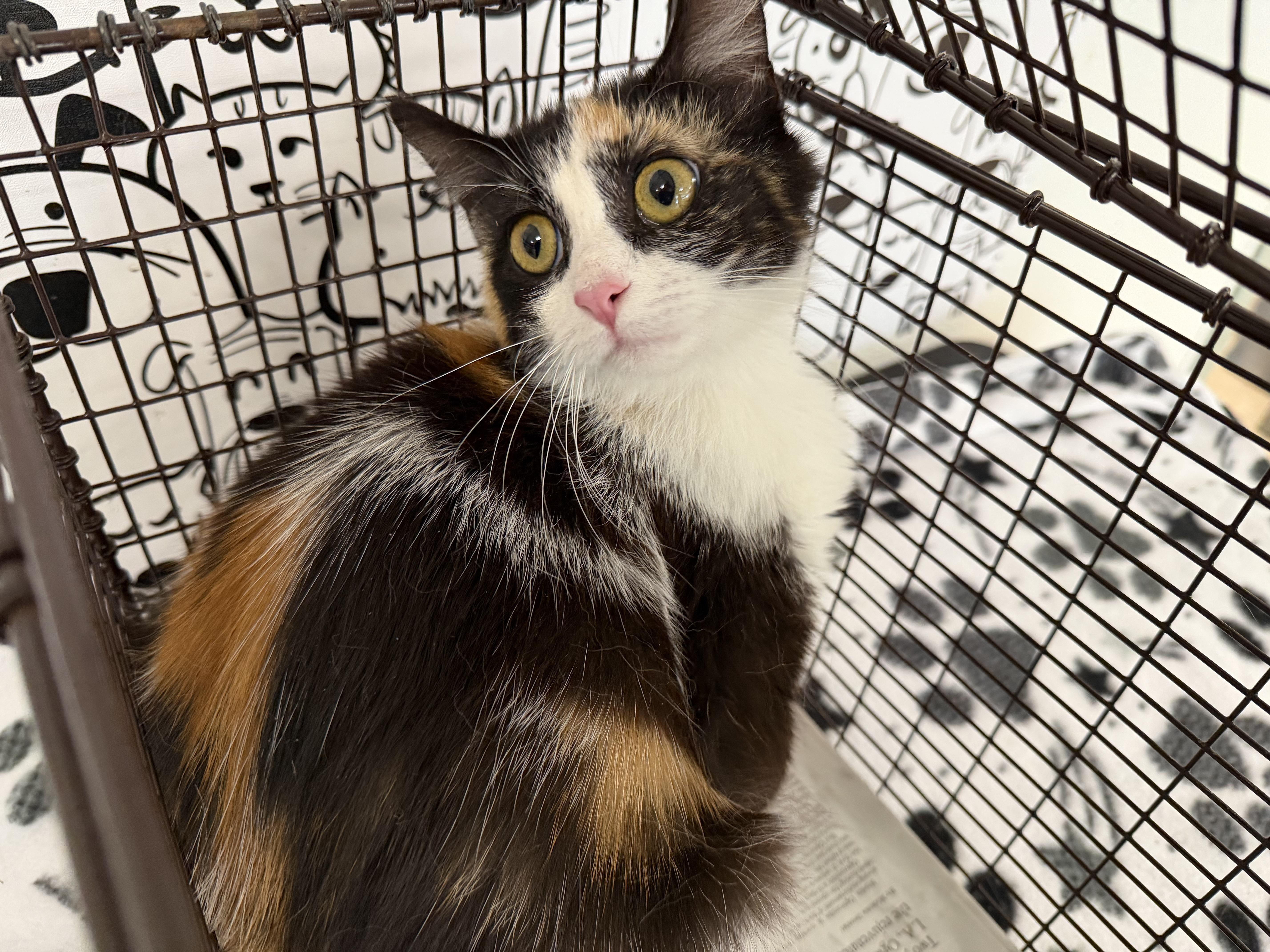 A young small-sized female Domestic Short Hair cat named Lisa for adoption in San Pedro, CA