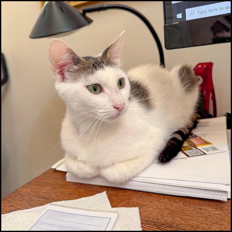 A young medium-sized female White Domestic Short Hair cat named Ella for adoption in Roswell, GA