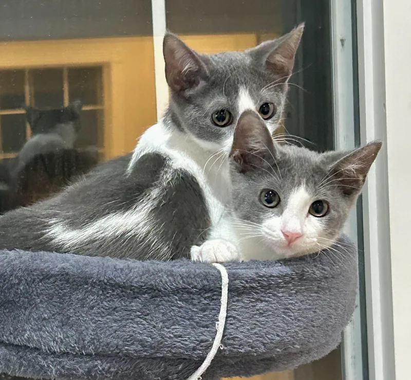 A baby small-sized female Gray / Blue / Silver Domestic Short Hair cat named Grey Goose Happy Hour for adoption in Houston, TX