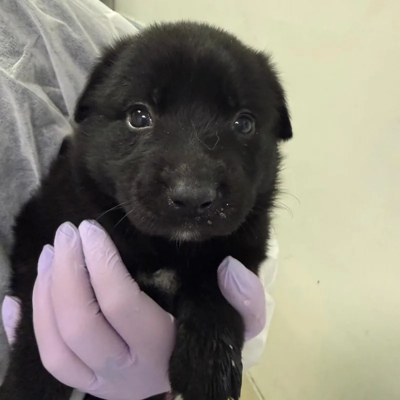 A baby small-sized female Black Mixed Breed dog named Phantom for adoption in Charleston, WV