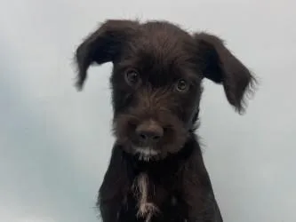 A baby large-sized male Standard Poodle dog named Mickey for adoption in Woodbury, MN