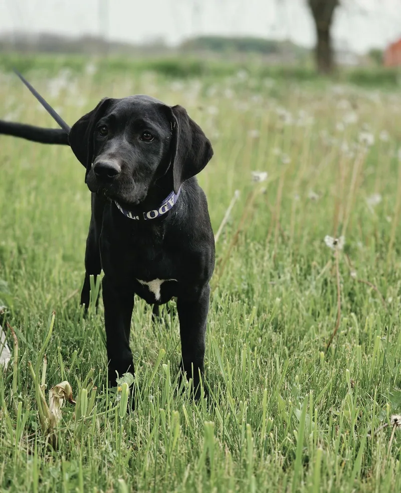 A baby extra large-sized female Labrador Retriever dog named Smoke for adoption in New London, WI