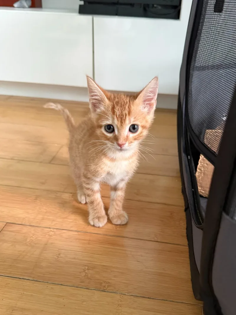 A baby small-sized male Orange / Red Domestic Short Hair cat named Mr. Banana Bread for adoption in Boca Raton, FL