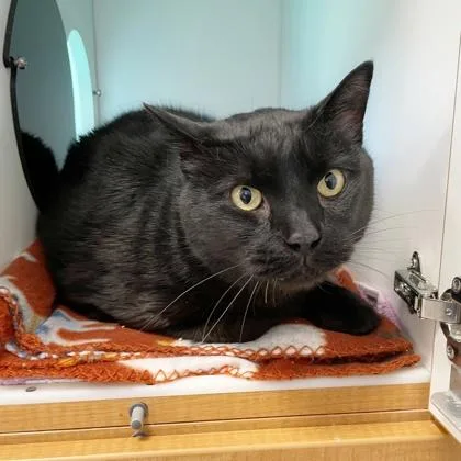 An adult small-sized male Domestic Short Hair cat named Karaca for adoption in Wheaton, IL