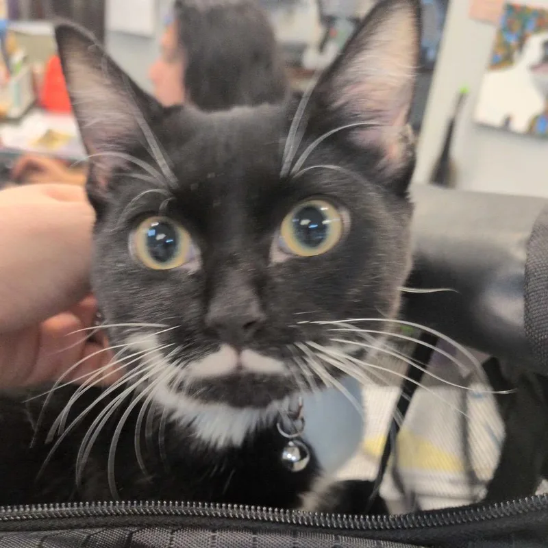A baby small-sized female Black Domestic Short Hair cat named Straymilgenroad for adoption in Columbus, GA