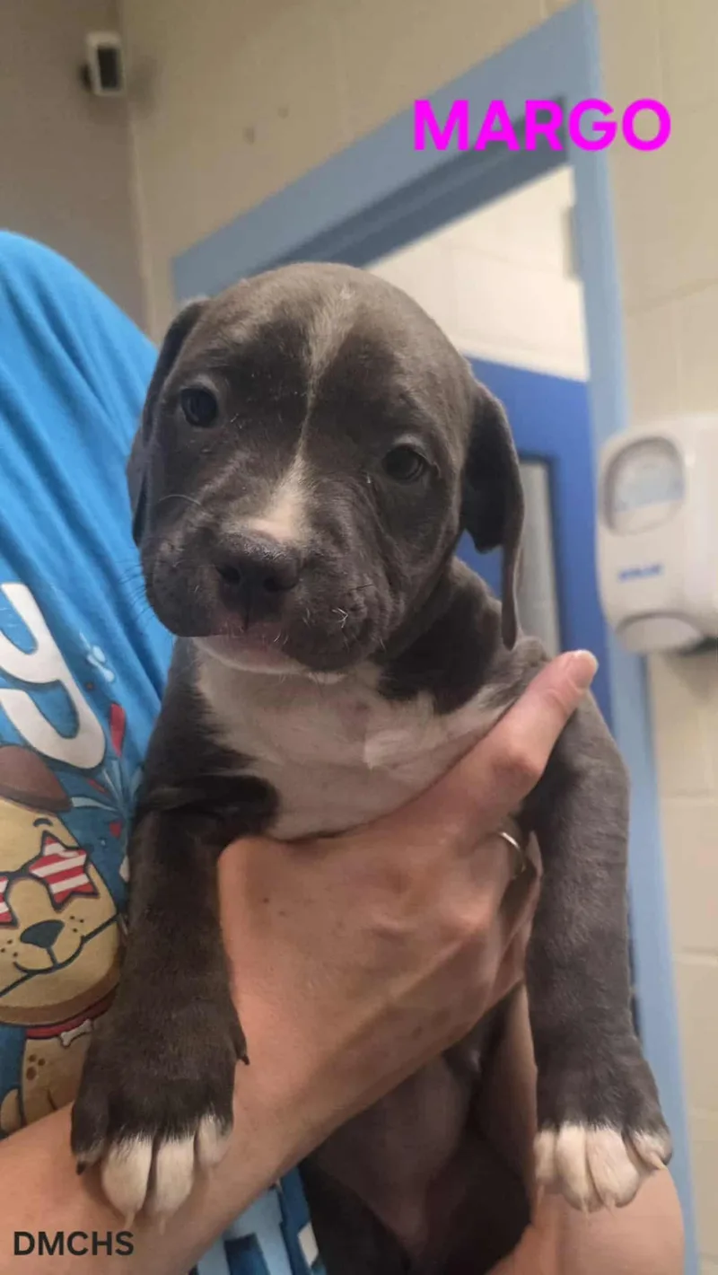 A baby small-sized female Gray / Blue / Silver Black Labrador Retriever dog named Margo for adoption in Burlington, IA