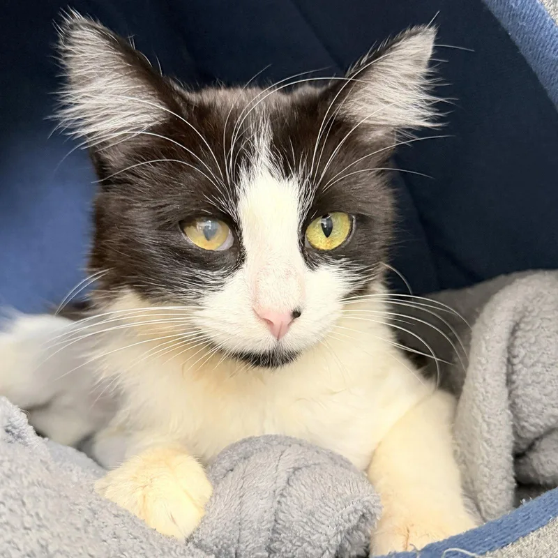A young medium-sized female Black Domestic Short Hair cat named Mambo for adoption in Oakland, CA
