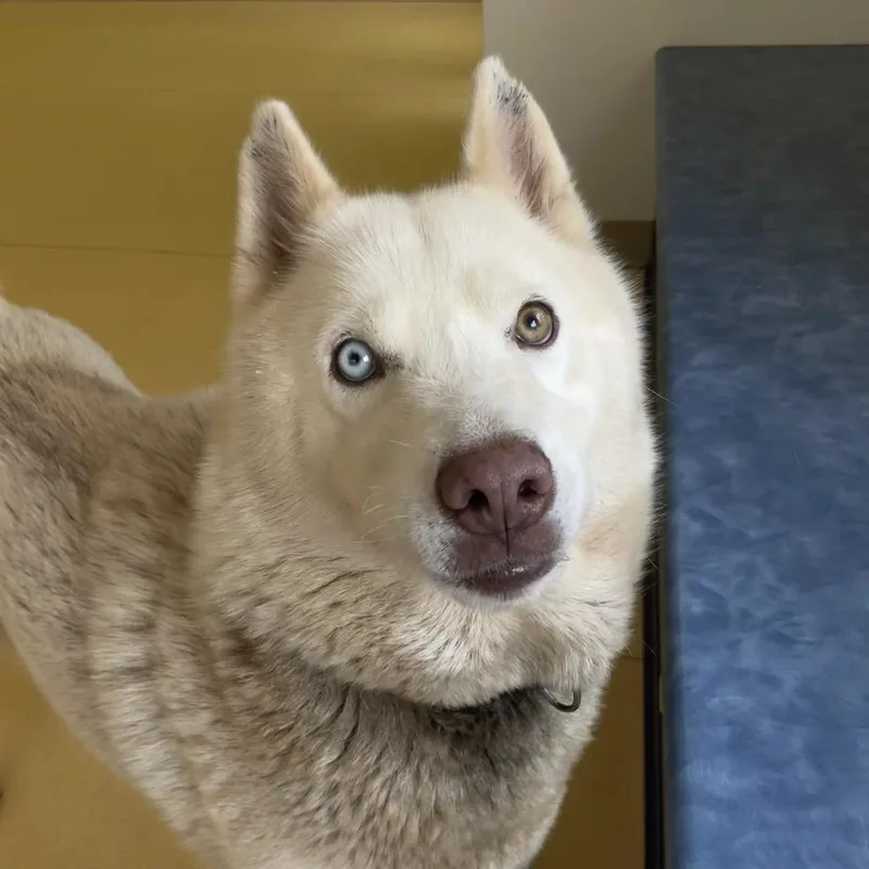 An adult large-sized male White / Cream Husky dog named Snowball for adoption in Lynchburg, VA