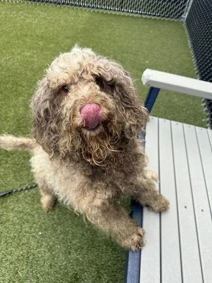 An adult medium-sized male Mixed Breed dog named Chewy for adoption in Lafayette, IN