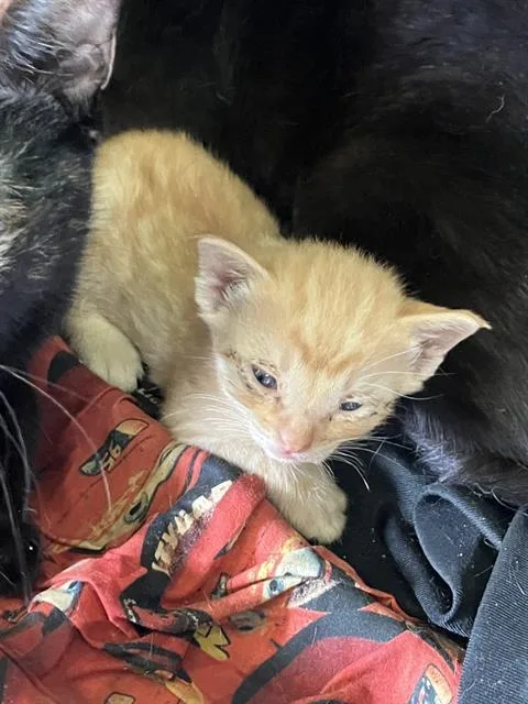 A baby small-sized male Domestic Short Hair cat named Kyle for adoption in Dallas, TX