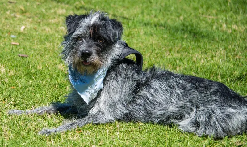 A young medium-sized female Terrier dog named Bindi for adoption in Marietta, GA