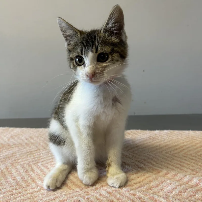 A baby small-sized female Brown / Chocolate Domestic Short Hair cat named IVHSStray for adoption in San Gabriel, CA