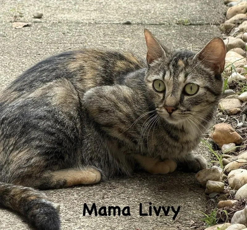 A young medium-sized female Brown / Chocolate Domestic Short Hair cat named Mama Olivia for adoption in Telford, PA