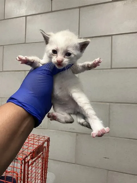 A baby small-sized female Domestic Short Hair cat named Swirl for adoption in Dallas, TX
