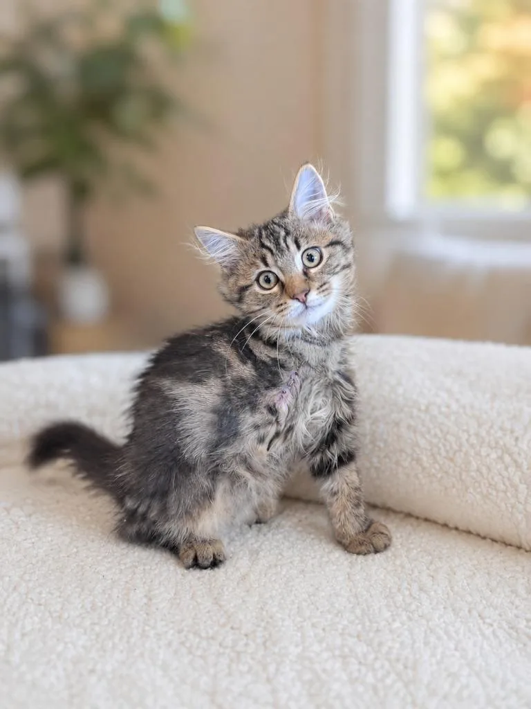 A baby small-sized male Domestic Medium Hair cat named Skippy for adoption in East Ridge, TN