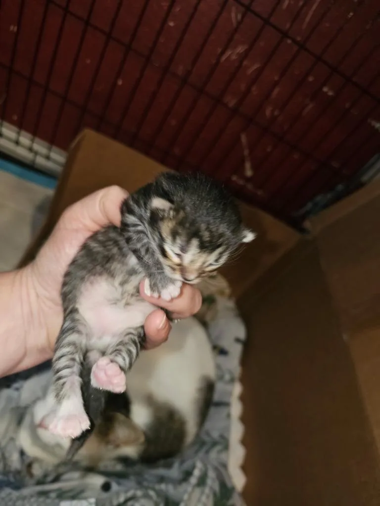 A baby medium-sized male Domestic Short Hair cat named Hulu for adoption in Huntington, IN