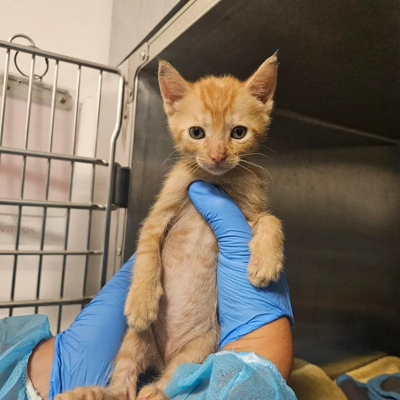 A baby small-sized female Domestic Short Hair cat named Diet Rite for adoption in Los Angeles, CA