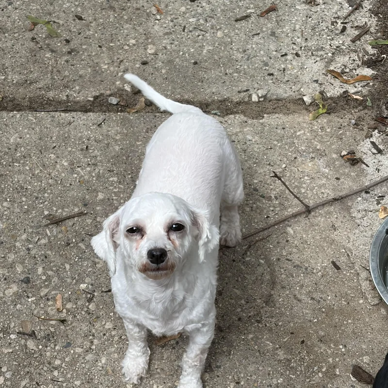 A young small-sized female White / Cream Bichon Frise dog named Betty White for adoption in Union Grove, WI