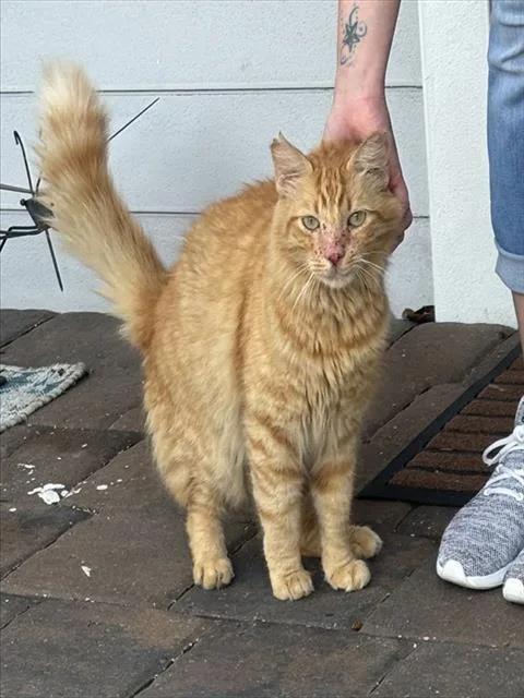 A young large-sized male Domestic Short Hair cat named Sherbert for adoption in Miami, FL