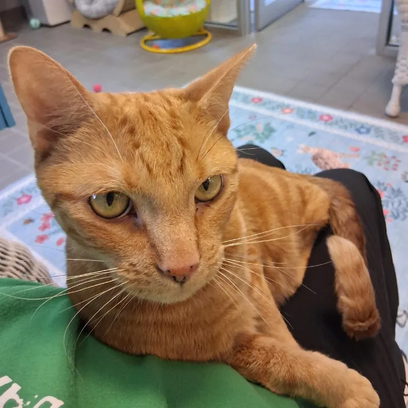 An adult large-sized male Orange / Red Domestic Short Hair cat named Loki for adoption in New York, NY