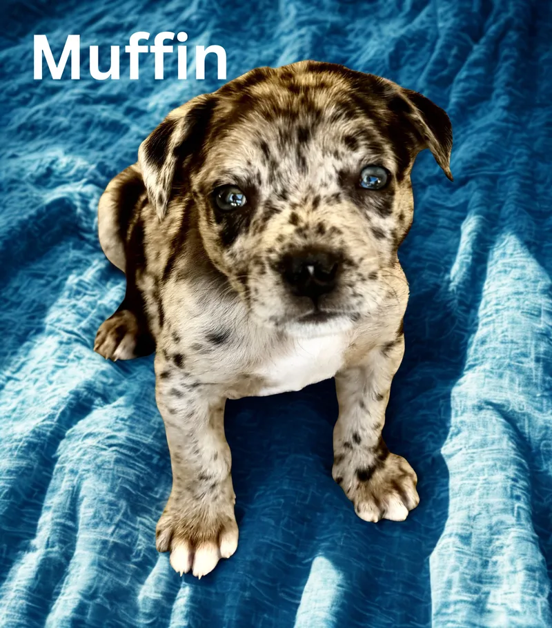 A baby small-sized male Grey Australian Cattle Dog / Blue Heeler dog named Muffin for adoption