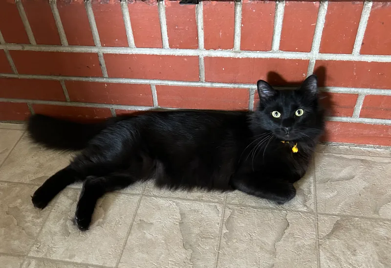 A young small-sized male Domestic Medium Hair cat named Hershey for adoption in Meeker, OK
