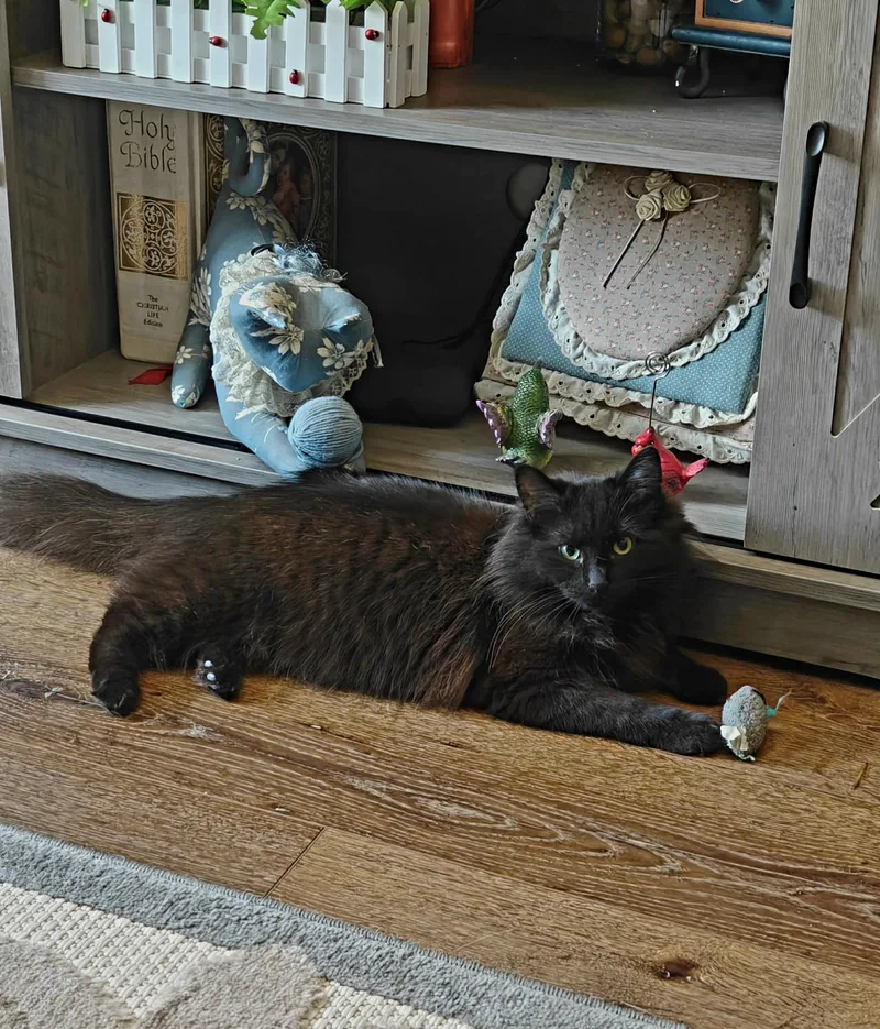 A senior small-sized male blackl Abyssinian cat named Hershey for adoption