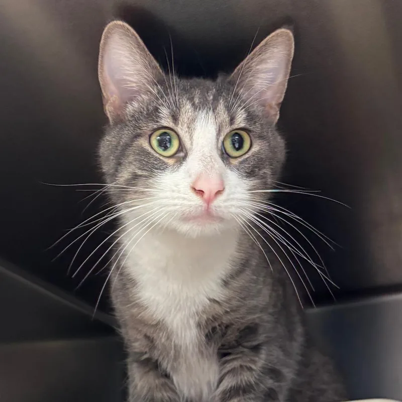 An adult medium-sized male Domestic Short Hair cat named Ponderosa for adoption in Chippewa Falls, WI