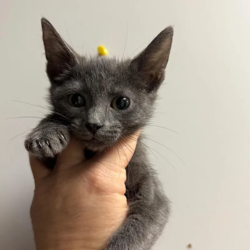 A baby small-sized female Gray / Blue / Silver Domestic Short Hair cat named Gouda for adoption in Fort Smith, AR