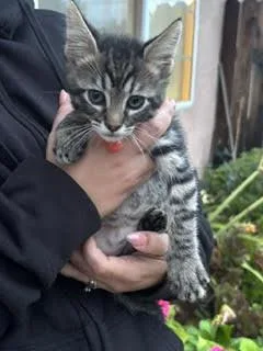 A baby small-sized male Brown / Chocolate Domestic Short Hair cat named Oscar for adoption in Woodland, CA