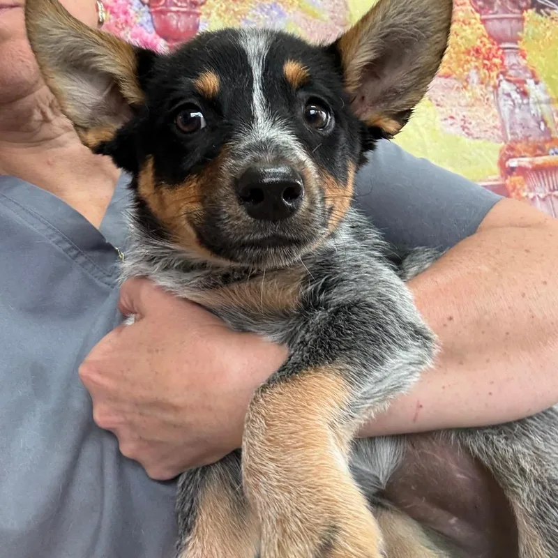 A baby medium-sized female White / Cream Australian Cattle Dog / Blue Heeler dog named Asics for adoption in Normal, IL