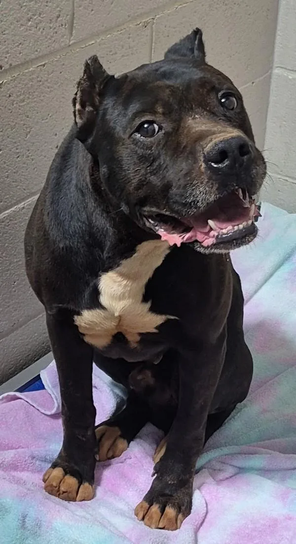 An adult large-sized male Cane Corso dog named Hugo for adoption in Dallas, GA