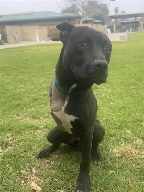 A young large-sized male Pit Bull Terrier dog named Hulk for adoption in Riverside, CA