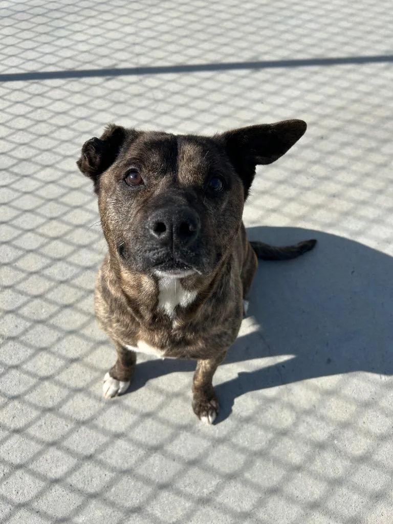 A senior medium-sized male Pit Bull Terrier dog named Aukman for adoption in Johnson City, TN