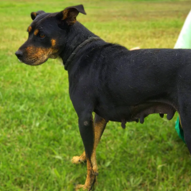 Lizzie Jum thumbnail 3