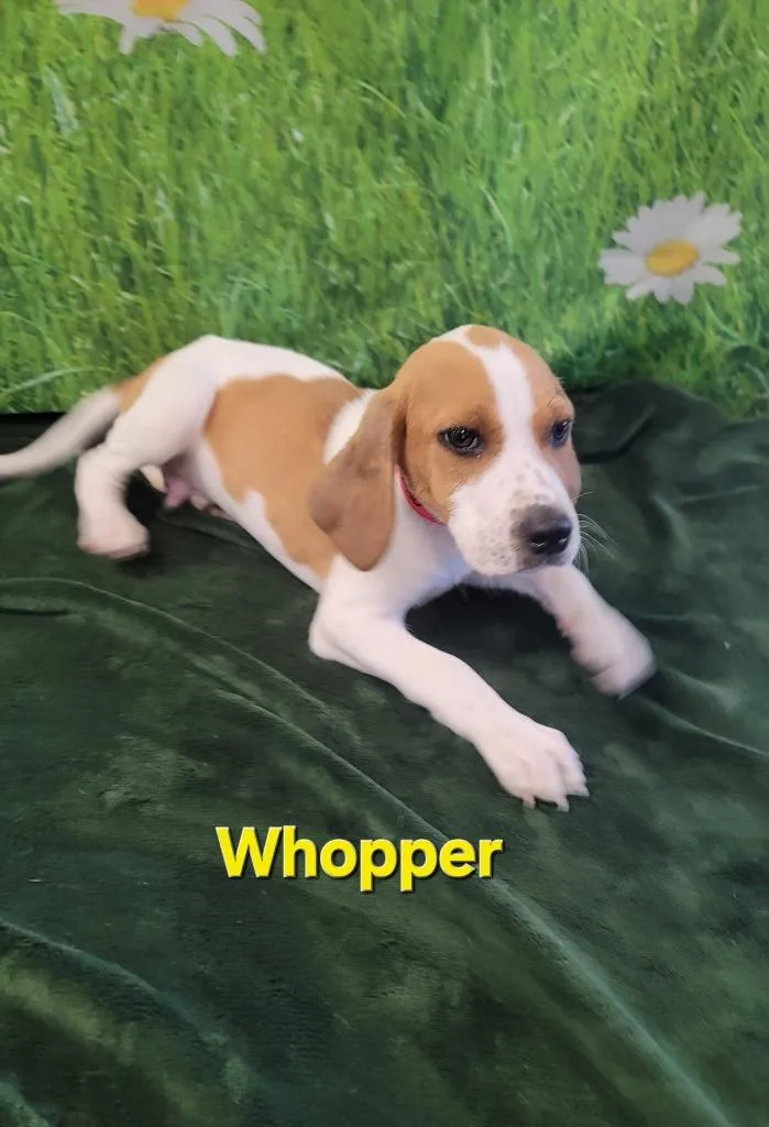 Whopper