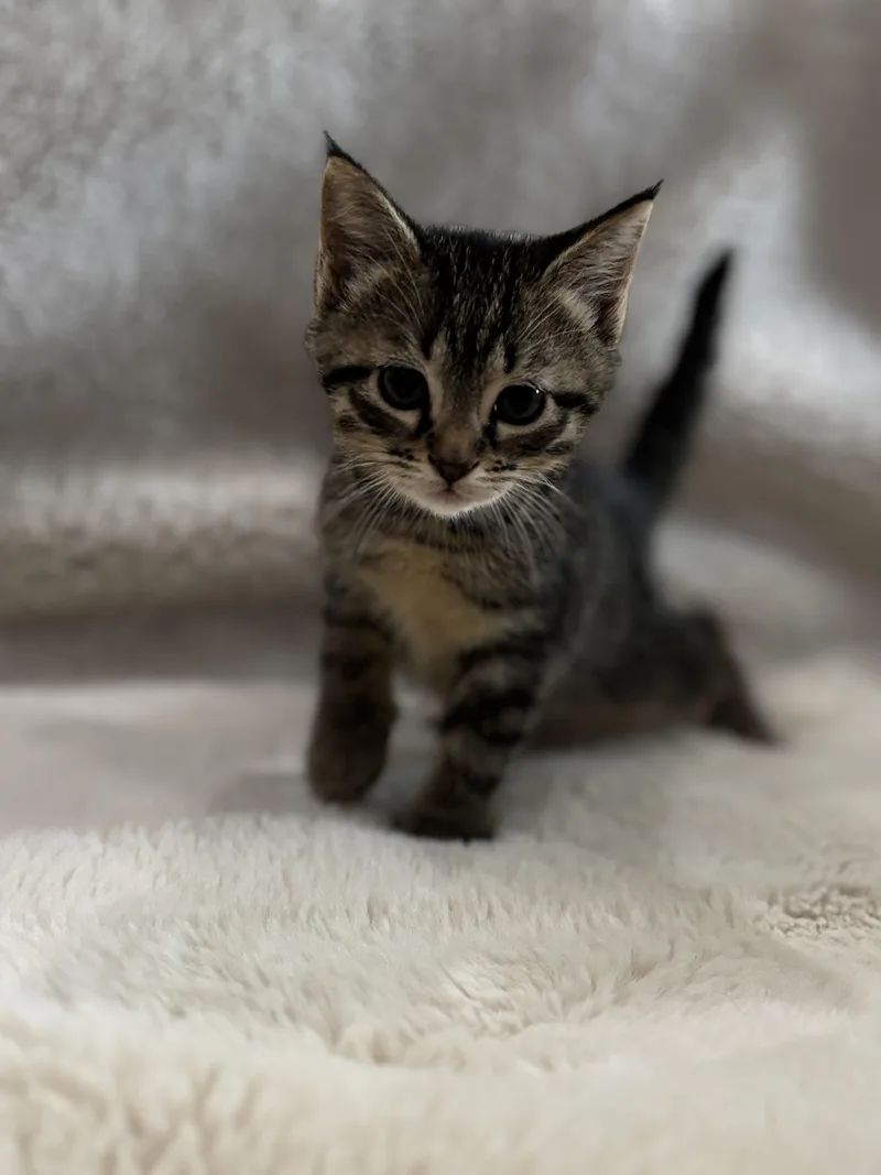 A baby medium-sized female Tabby (Brown / Chocolate) Domestic Short Hair cat named Sprout for adoption in Andersonville, TN