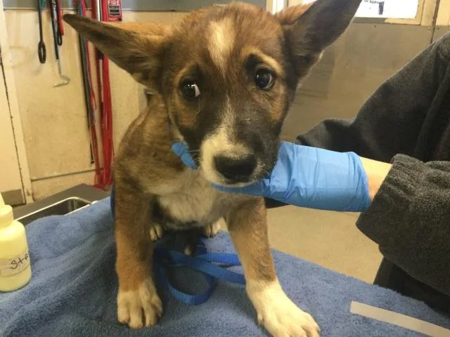 A baby small-sized female Siberian Husky dog named Leila for adoption in Riverside, CA