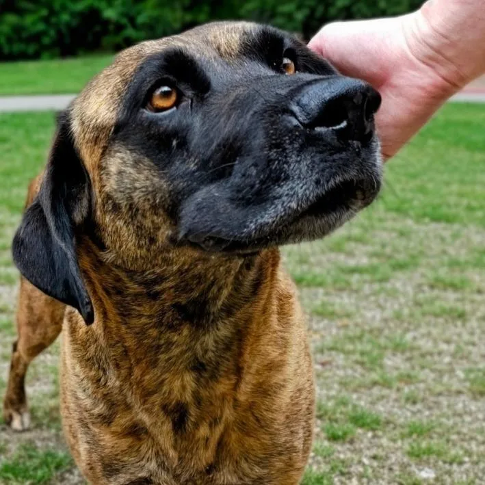 An adult large-sized female Brindle Mixed Breed dog named Jewel for adoption in Grand Rapids, MI