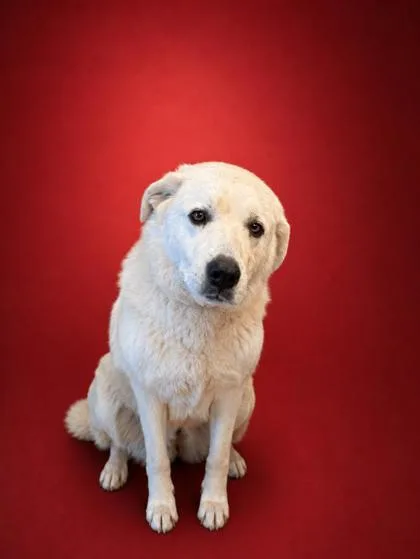 An adult extra large-sized female Great Pyrenees dog named Sadie for adoption in Bowling Green, KY