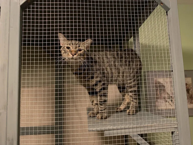 A young medium-sized male Domestic Short Hair cat named Bill for adoption in St. Ann, MO