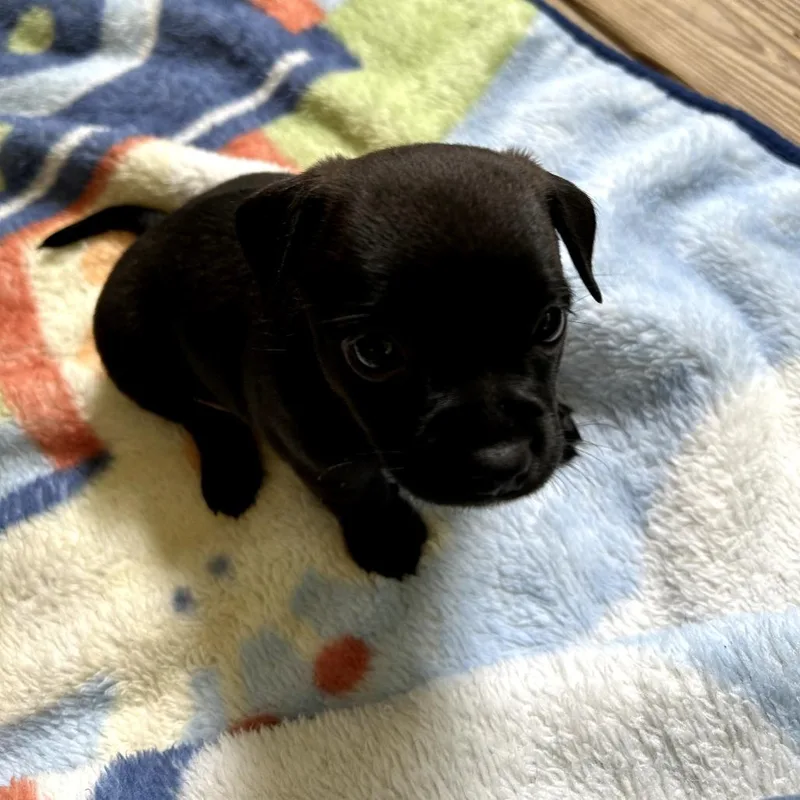 A baby small-sized female Black Chihuahua dog named Patti for adoption in Bessemer, AL