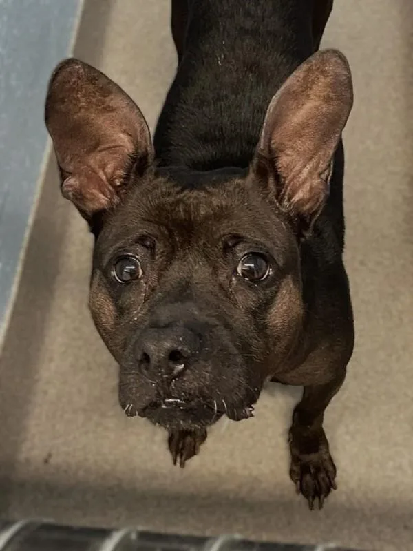 An adult medium-sized female Pit Bull Terrier dog named Dixie for adoption in Roanoke, VA